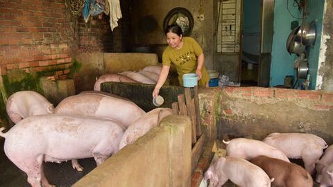 Nghịch lý giá heo hơi cận Tết