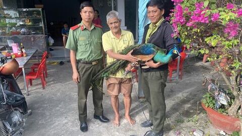 Người dân phường Tịnh Biên, An Cư tự nguyện giao nộp 2 cá thể chim công
