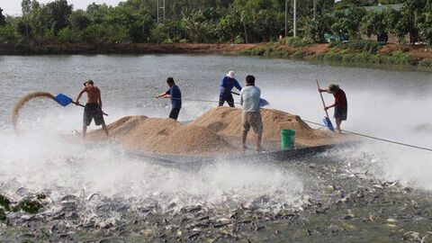Châu Phú phát triển vùng nuôi thủy sản công nghệ cao