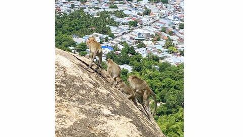 Thưởng ngoạn Anh Vũ Sơn