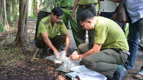 Thả 3 cá thể trăn đất về tự nhiên