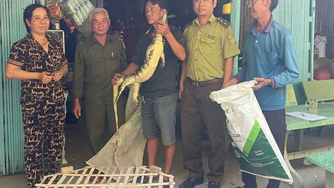 Người dân xã Thạnh Mỹ Tây tự nguyện giao nộp cá thể kỳ đà hoa quý hiếm 