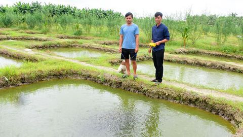 Nông dân đa dạng hóa sản xuất
