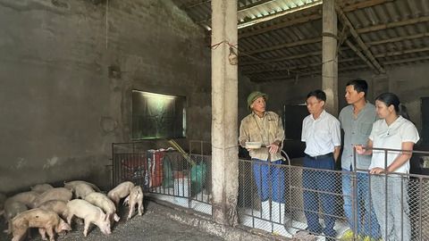 Tăng cường kiểm soát dịch tả lợn châu Phi, giữ vững nguồn cung thịt lợn cuối năm