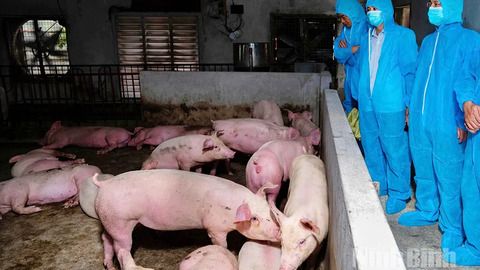Tiếp tục tăng cường các biện pháp phòng, chống bệnh Dịch tả lợn Châu Phi