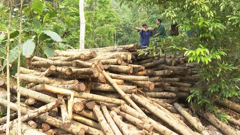 Sản lượng khai thác gỗ rừng trồng đạt hơn 420.000m3