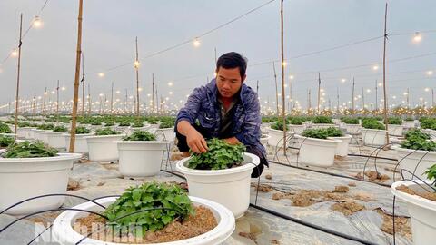 Các nhà vườn tất bật chuẩn bị vụ hoa Tết