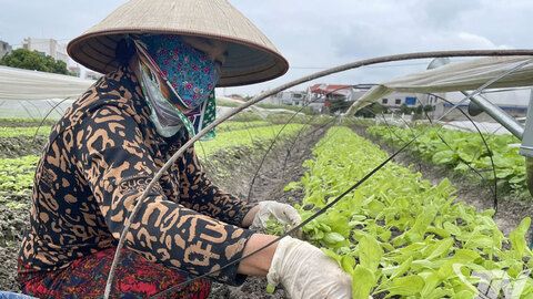 Chủ động khôi phục sản xuất nông nghiệp