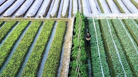 Dấu ấn nông thôn mới trong nhiệm kỳ Đại hội XIII: Nông nghiệp - “trụ đỡ” chiến lược của nền kinh tế