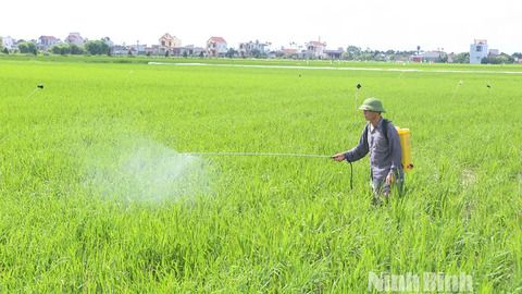 Chủ động phối hợp triển khai các biện pháp giám sát, phòng trừ sâu bệnh bảo vệ lúa mùa năm 2025