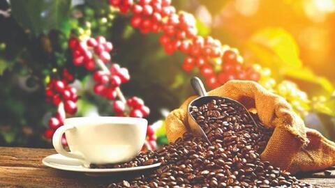 Giá cà phê hôm nay 5/12: Giá arabica tăng nhờ thời tiết khô hạn tại Brazil