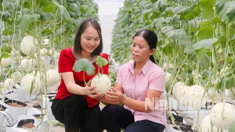 Hiệu quả từ mô hình trồng dưa sữa Nhật Bản trong nhà lưới