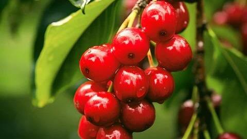 Giá cà phê hôm nay 19/12: Giá tiếp tục giảm do diễn biến tích cực của vụ mùa