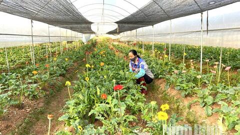 Nông nghiệp ứng dụng công nghệ cao - Hướng đi tất yếu