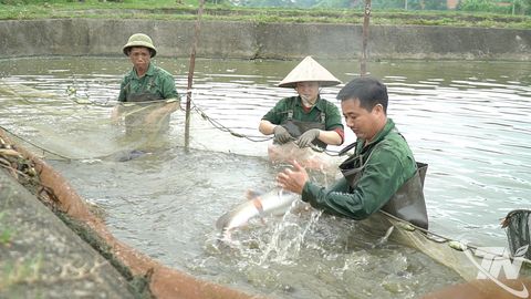 Sản xuất trên 649 triệu cá bột, cá giống