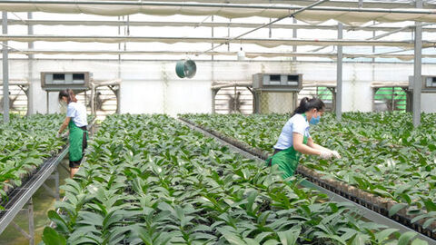 Hà Nội thúc đẩy các giải pháp phát triển nông nghiệp, bảo đảm mục tiêu tăng trưởng năm 2026