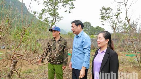 Vùng đào Ba Sao vào vụ Tết