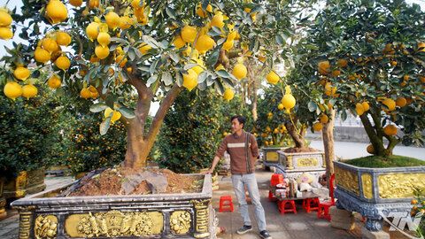 Hoa Tết về phố