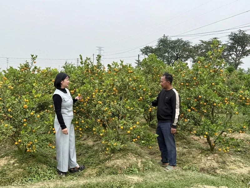 Lan tỏa phong trào nông dân thi đua sản xuất, kinh doanh giỏi