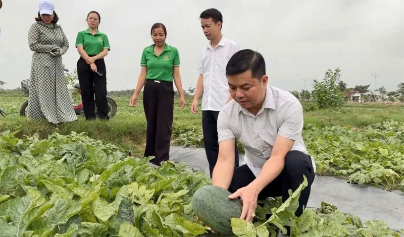 Vai trò của cấp ủy trong nâng cao năng lực lãnh đạo, sức chiến đấu của chi bộ