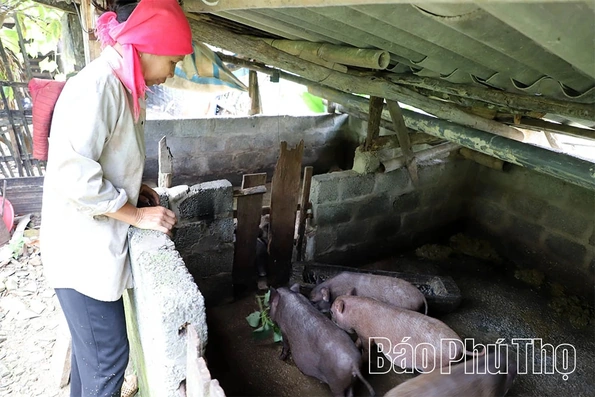 Công bố hết dịch tả lợn châu Phi tại 3 xã vùng cao của tỉnh