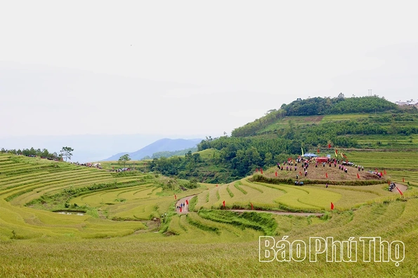 Bảo tồn và phát triển giống lúa nếp cổ “Trứng Khe” ở Thượng Cốc