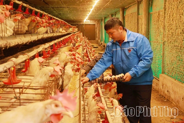 Nâng tầm thương hiệu trứng gà OCOP Ninh Điệp