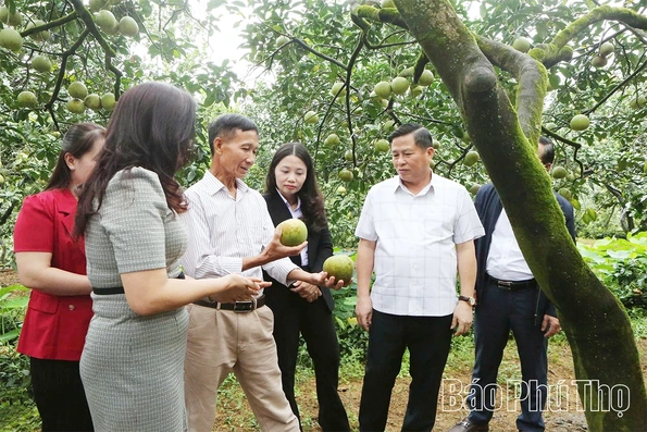 Tiếp tục phát triển sản xuất vùng bưởi Đoan Hùng có hiệu quả, thương hiệu bền vững