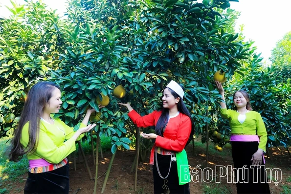 Thơm hương vị bưởi đỏ Tân Lạc