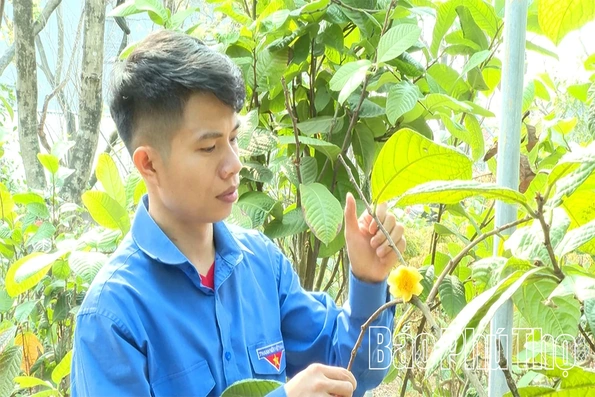 Hành trình cứu cánh “nữ hoàng trà” của chàng kỹ sư trẻ