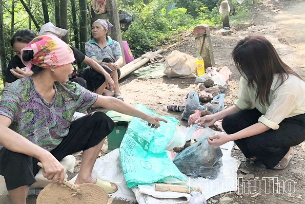 Khoai sọ Phúc Sạn - Hương vị từ đất trời vùng lòng hồ sông Đà