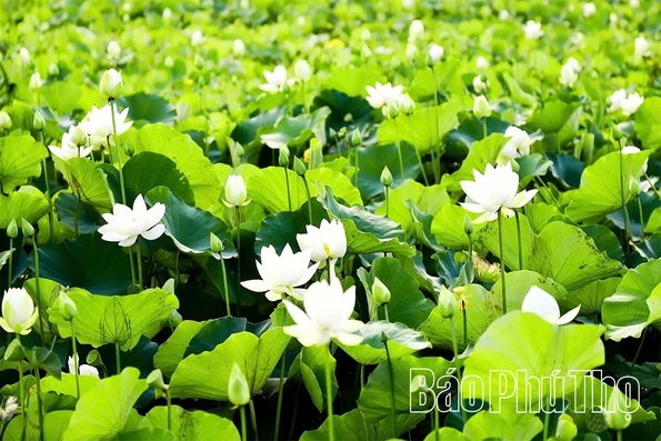 Hương sen gọi mùa