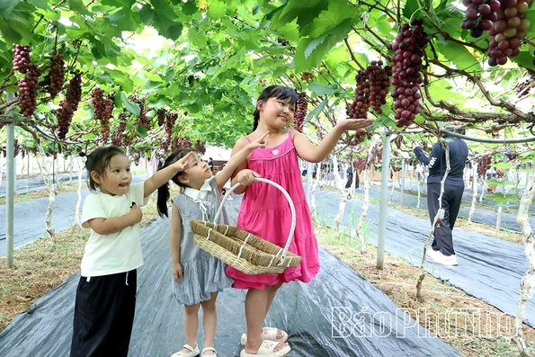 Check-in nông trại nho sạch Sông Lô