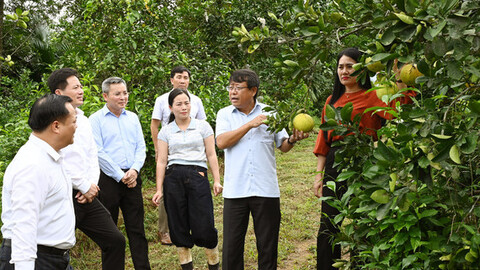 Đánh giá chính sách nông nghiệp, nông thôn từ thực tiễn cơ sở