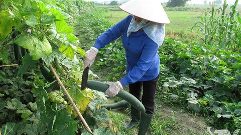 Thái Nguyên dự kiến gieo trồng 10.280ha cây vụ đông