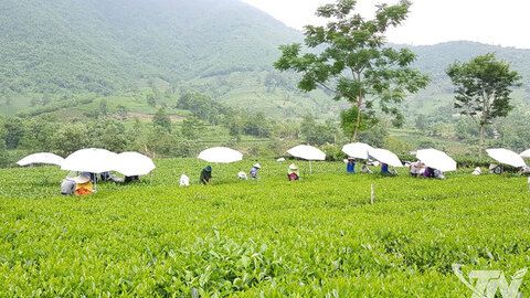 Thái Nguyên: 451 cơ sở trồng trọt được cấp chứng nhận VietGAP