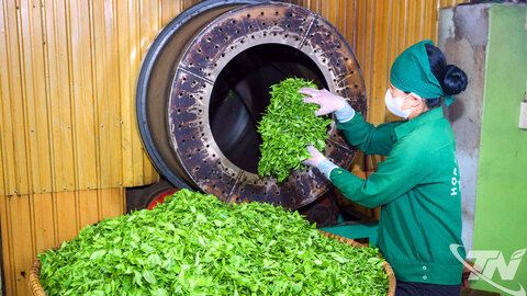 Sáng kiến nâng tầm sản phẩm chè