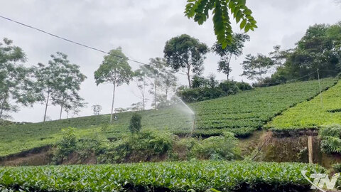 Cây chè mở lối phát triển kinh tế ở Bình Yên