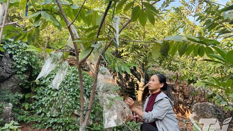 Xanh hóa nền kinh tế địa phương