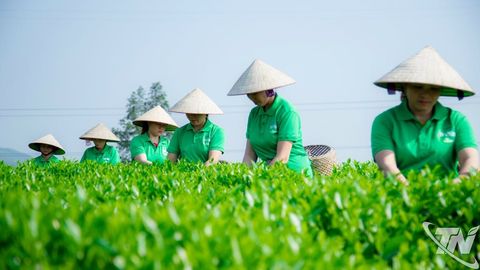 Khát vọng xanh giữa đồi chè Phú Thịnh