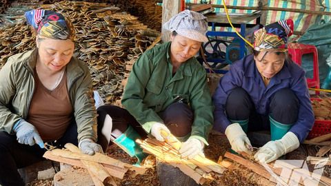 Kinh tế rừng mở hướng thoát nghèo bền vững