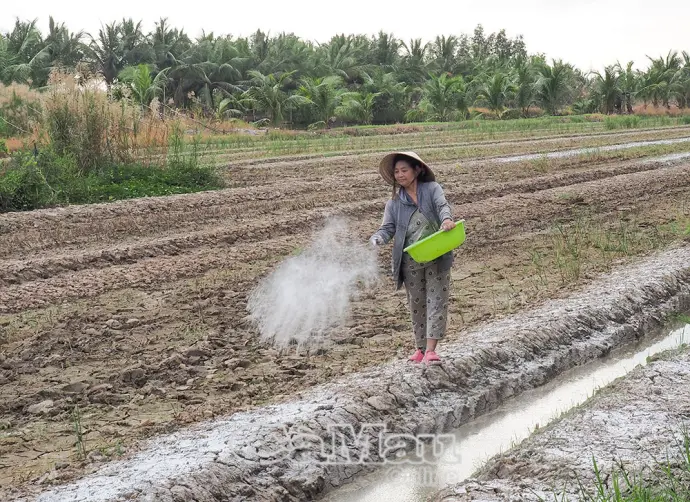 Nông dân vào vụ hoa màu Tết