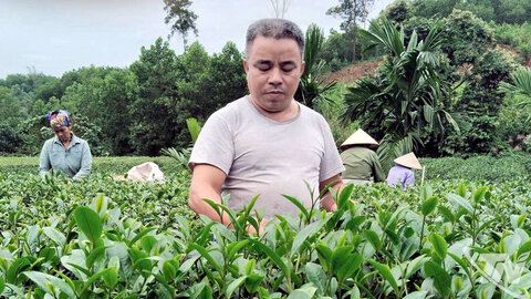 Làm giàu trên đất quê hương