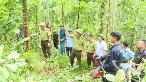 Kinh tế rừng mở hướng phát triển