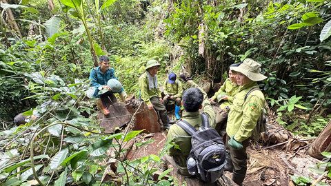 Tăng cường các biện pháp quản lý, bảo vệ rừng