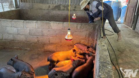 Khôi phục chăn nuôi lợn, bảo đảm cung ứng dịp Tết