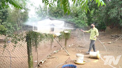 Chủ động phòng, chống dịch cúm gia cầm