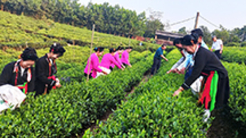 Sản xuất theo tiêu chuẩn để nâng tầm giá trị nông sản