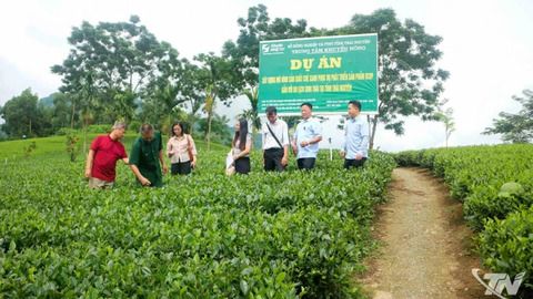 Sản xuất chè “sạch” gắn với du lịch sinh thái
