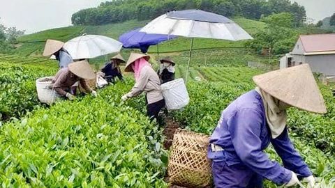 Cấp thêm gần 70 mã vùng trồng chè